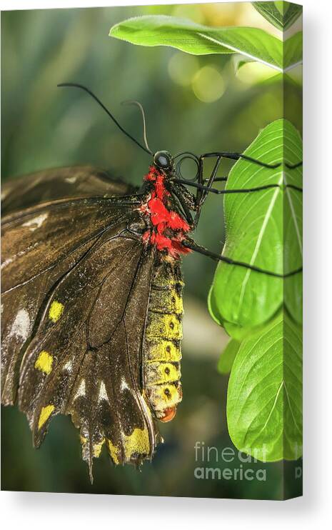Butterfly Art Canvas Print featuring the photograph Troides Helena Butterfly by Olga Hamilton
