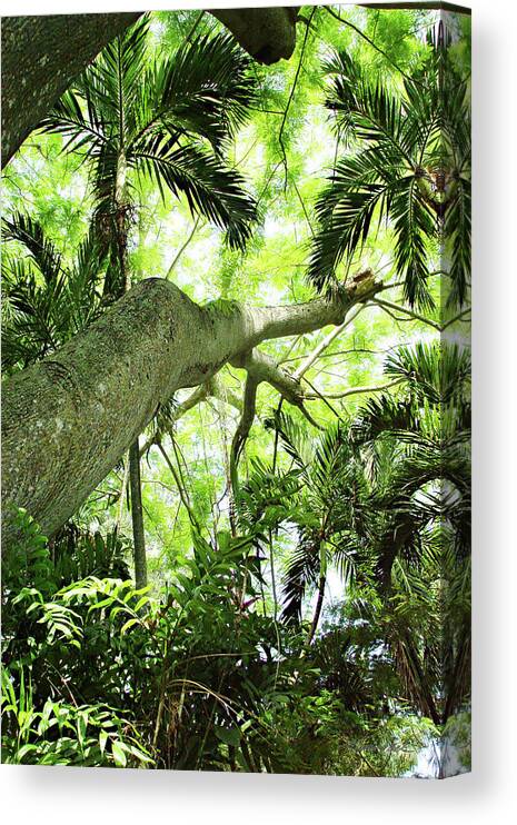 Color Canvas Print featuring the photograph Tropical Forest by Alan Hausenflock