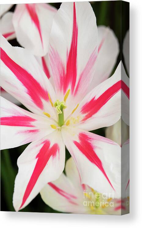 Tulipa Marilyn Canvas Print featuring the photograph Tulip Marilyn by Tim Gainey