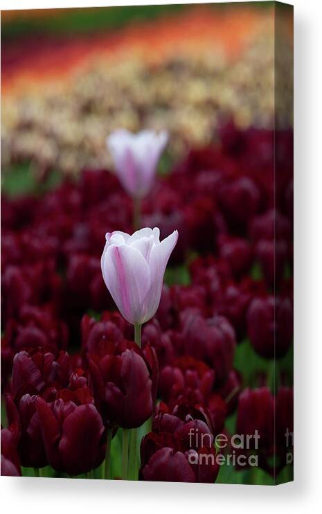 Tulip Canvas Print featuring the photograph Tulip Mistress Mystic Flower by Tim Gainey