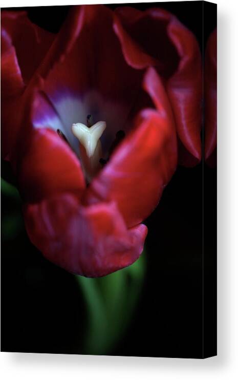 Macro Canvas Print featuring the photograph Tulip Pink 7082 by Julie Powell