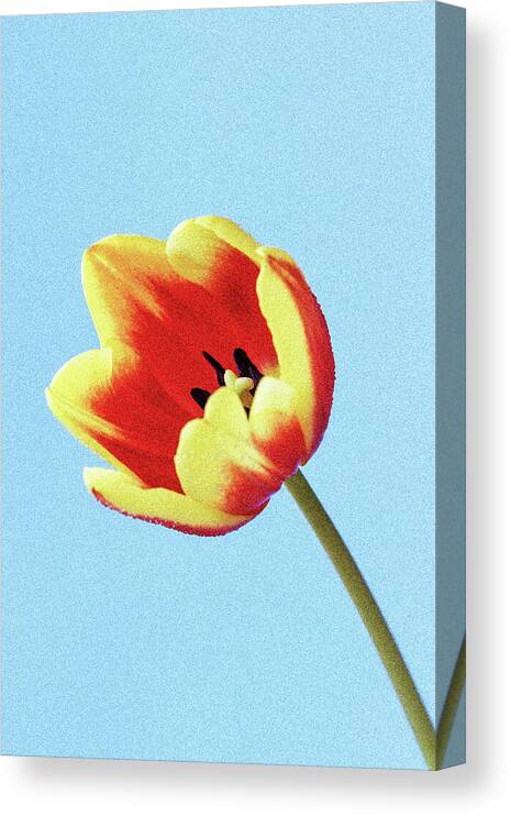 Tulip Canvas Print featuring the photograph Tulip by Tanya C Smith