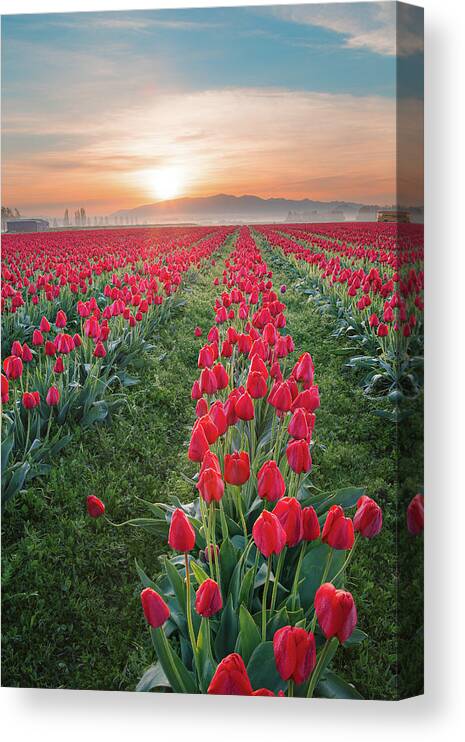 Tulips Canvas Print featuring the photograph Tulips at Sunrise by Michael Rauwolf