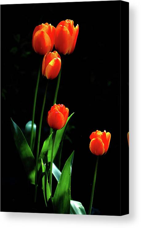 Tulips Canvas Print featuring the photograph Tulips In April by Sublime Ireland
