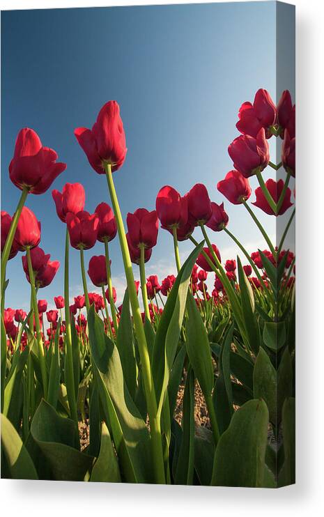 Tulips Canvas Print featuring the photograph Tulips Looking Up by Michael Rauwolf