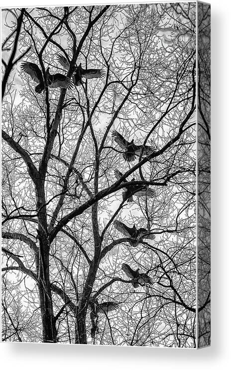 Birds Canvas Print featuring the photograph Turkey Vultures Photography by Louis Dallara
