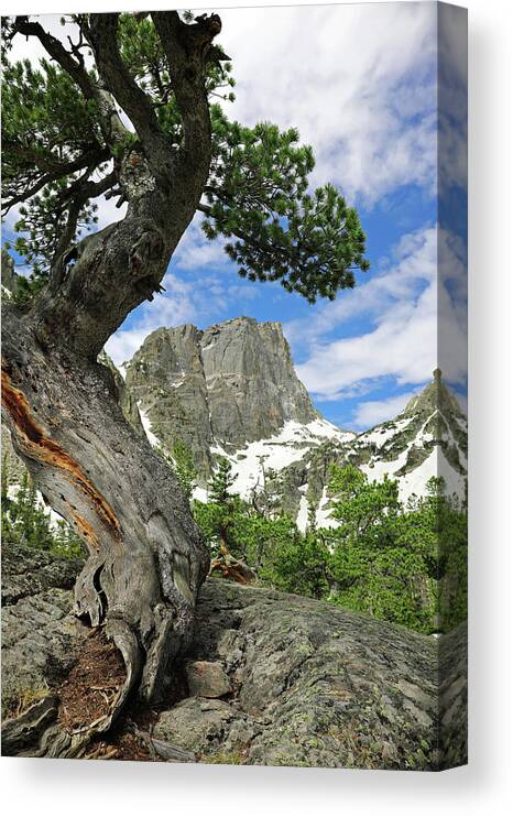 Twisted Tree Hallett Peak Canvas Print featuring the photograph Twisted Tree Hallett Peak by Dan Sproul
