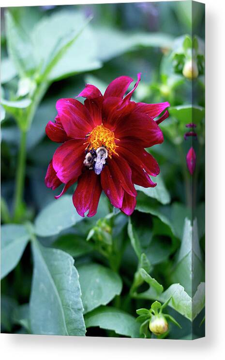 Bee Canvas Print featuring the painting Two Bees in the Dahlias by Rebecca Davis