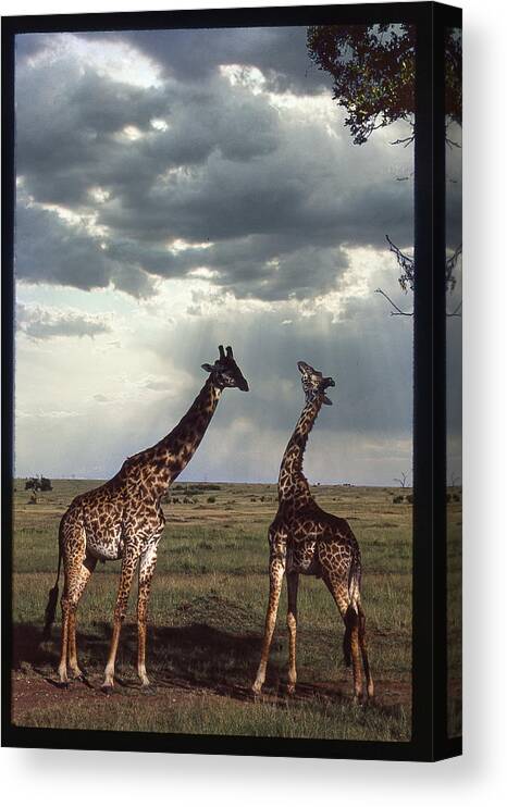 Africa Canvas Print featuring the photograph Two Giraffes Chatting by Russel Considine
