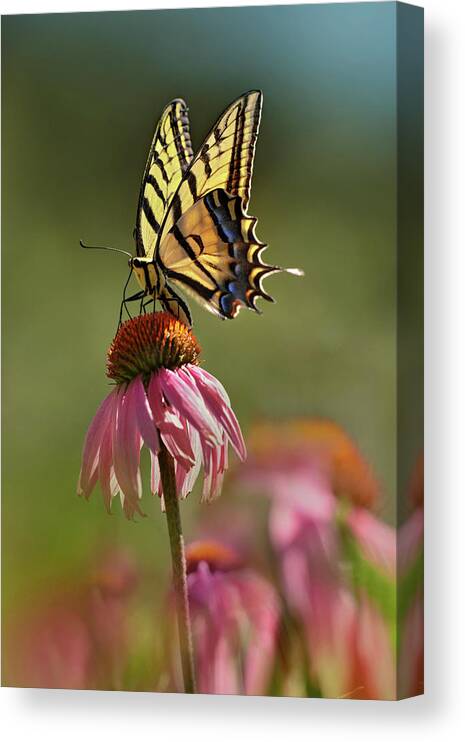 Tim Fitzharris Canvas Print featuring the photograph Two Tailed Swallowtail Butterfly on Purple Coneflower by Tim Fitzharris