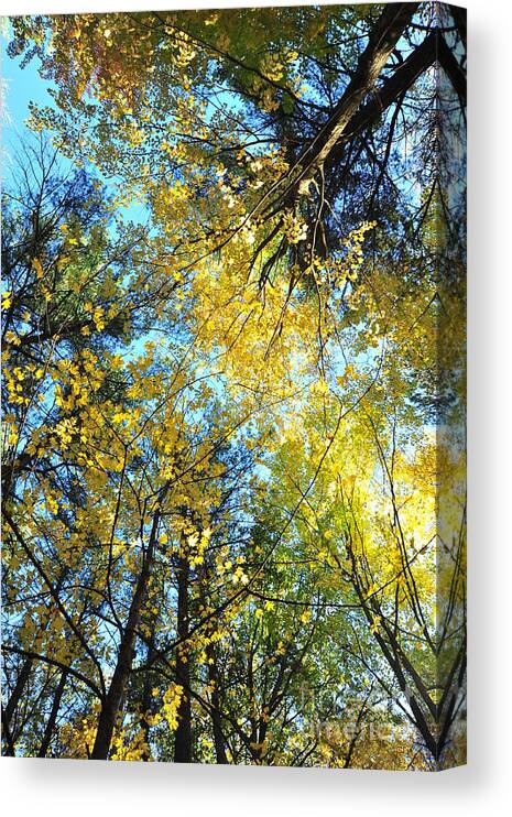 Autumn Canvas Print featuring the photograph Glitter Dome 2 by Terri Gostola