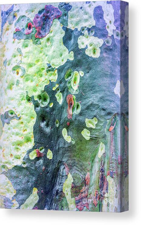 Abstract Canvas Print featuring the photograph Up a Gum Tree 4 by Elaine Teague