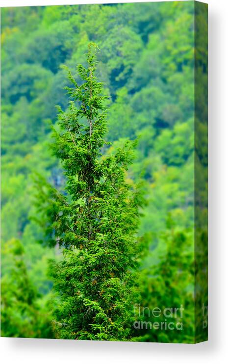 Vermont Canvas Print featuring the photograph Vermont Evergreen Tree by Debra Banks