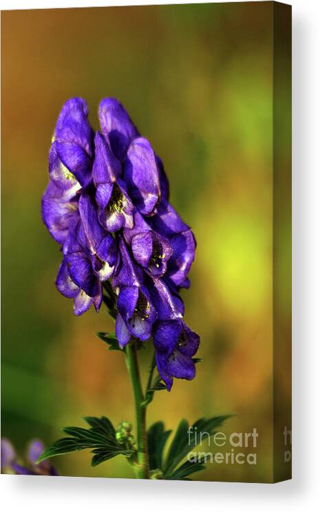 Violet Canvas Print featuring the photograph Violet Autumnal Floral Poetry by Silva Wischeropp