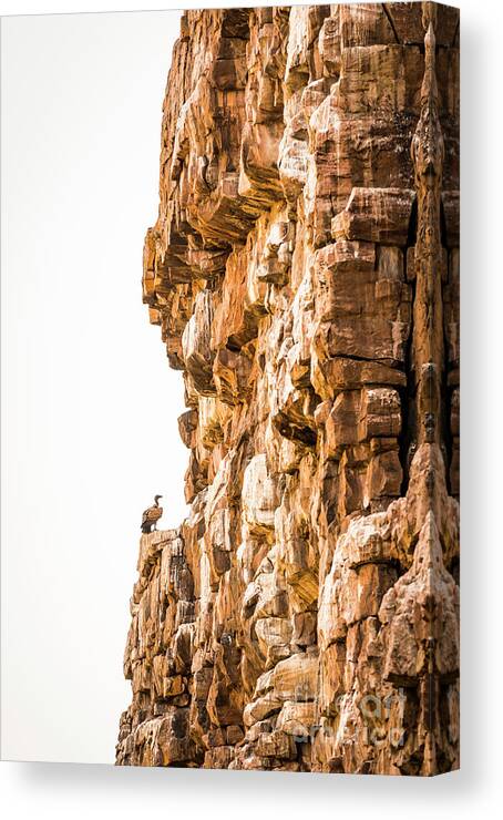 Landscape Canvas Print featuring the photograph Vulture on Cliff by THP Creative