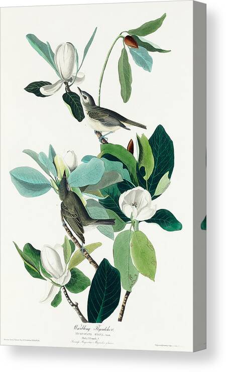 Flycatcher Canvas Print featuring the mixed media Warbling Flycatcher. John James Audubon by World Art Collective