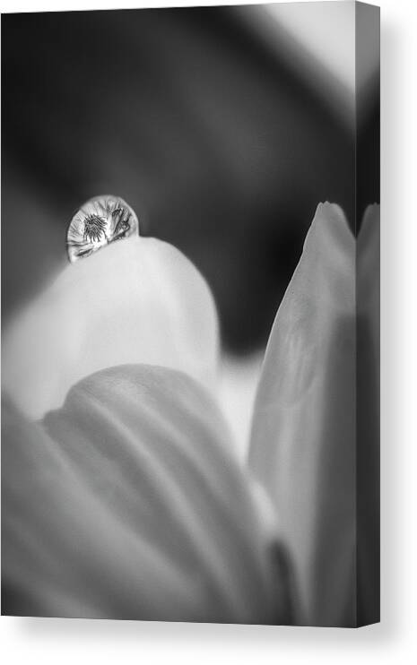 Flower Canvas Print featuring the photograph Water Drop Refraction BW BW by Susan Candelario