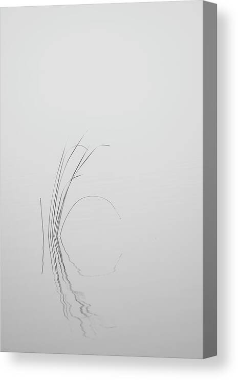 Black Canvas Print featuring the photograph Water Reed in Black and White by Carolyn Hutchins
