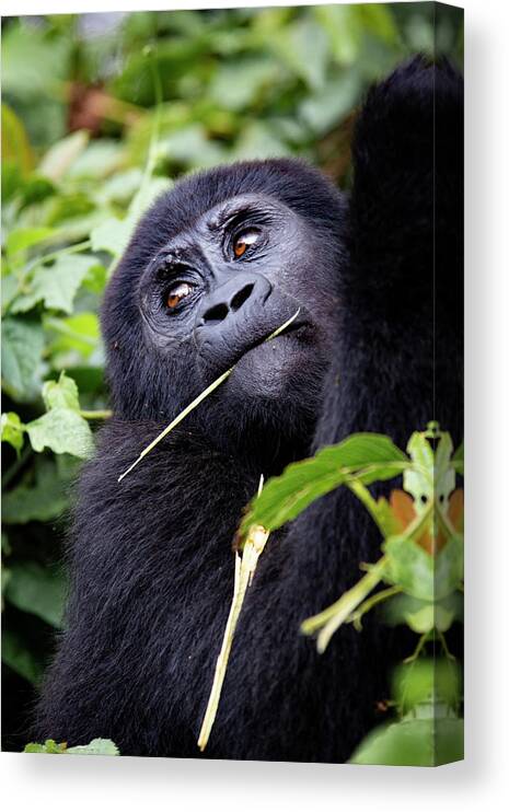 Gorilla Canvas Print featuring the photograph Innocence by Kush Patel