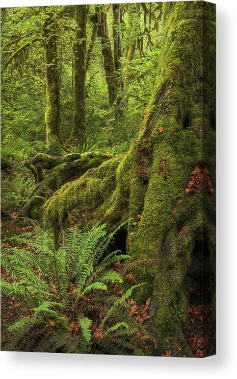 Washington Canvas Print featuring the photograph When You Are Loved - Hoh Rainforest by Alexander Kunz