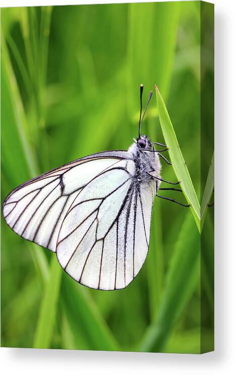Butterfly Canvas Print featuring the photograph White Butterfly On Green Grass by Mikhail Kokhanchikov
