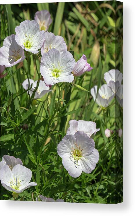 Flower Canvas Print featuring the photograph White Evening Primroses by Dawn Cavalieri