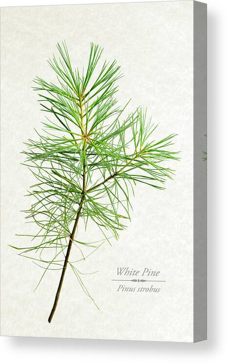 White Pine Canvas Print featuring the mixed media White Pine by Christina Rollo