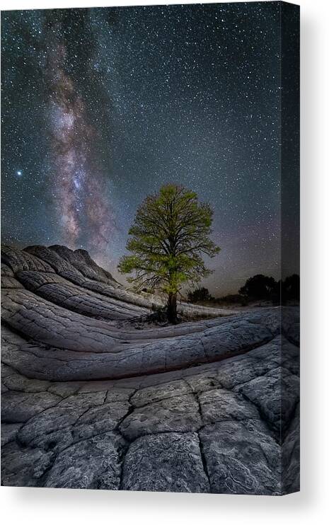 Tree Canvas Print featuring the photograph White Pocket Milky Way Tree by Michael Ash