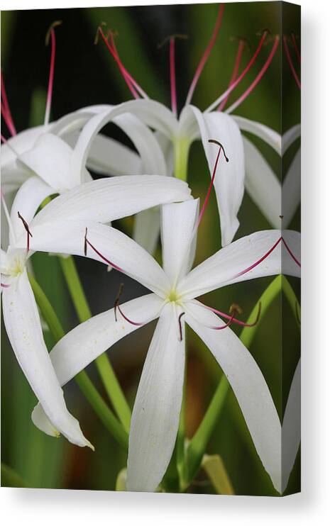 White Canvas Print featuring the photograph White Spider Lily by Mary Anne Delgado