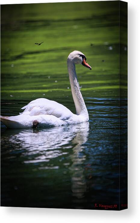 Swan Canvas Print featuring the photograph White Swan On Lake by Rene Vasquez