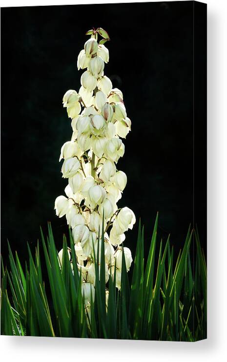Attractive Canvas Print featuring the photograph White yucca glowing in the dark by Jean-Luc Farges