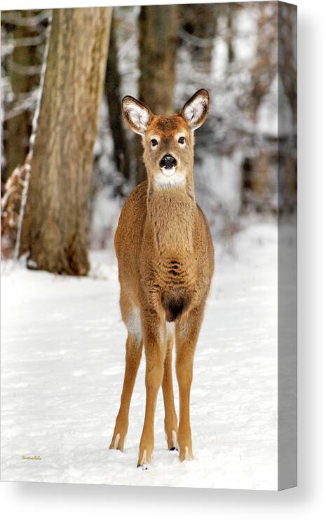 Deer Canvas Print featuring the photograph Whitetail in Snow by Christina Rollo