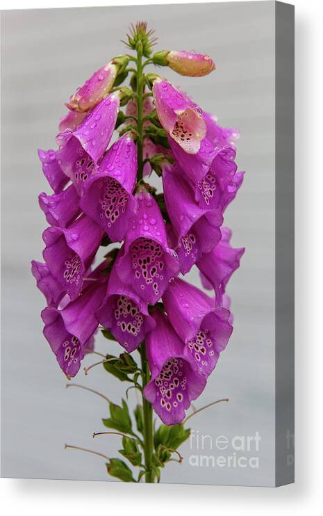 Photography Canvas Print featuring the photograph Wild Foxgloves by Erin Marie Davis