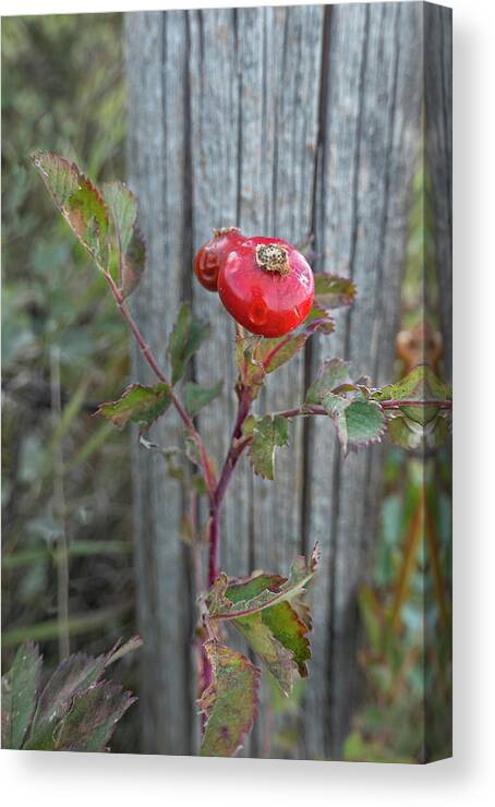 Rose Canvas Print featuring the photograph Wild Rose Hips And Fence Post by Karen Rispin