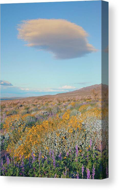 Joshua Tree National Park Canvas Print featuring the photograph Wildflowers and Lenticular Cloud at Joshua Tree National Park, California by Ram Vasudev
