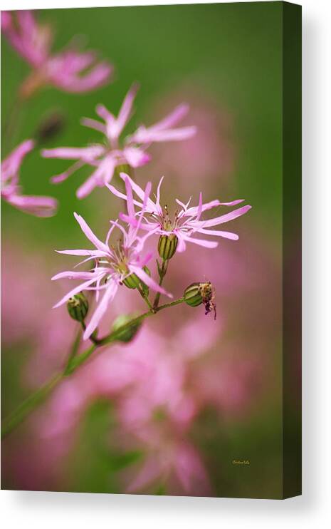 Wildflowers Canvas Print featuring the photograph Wildflowers - Ragged Robin by Christina Rollo