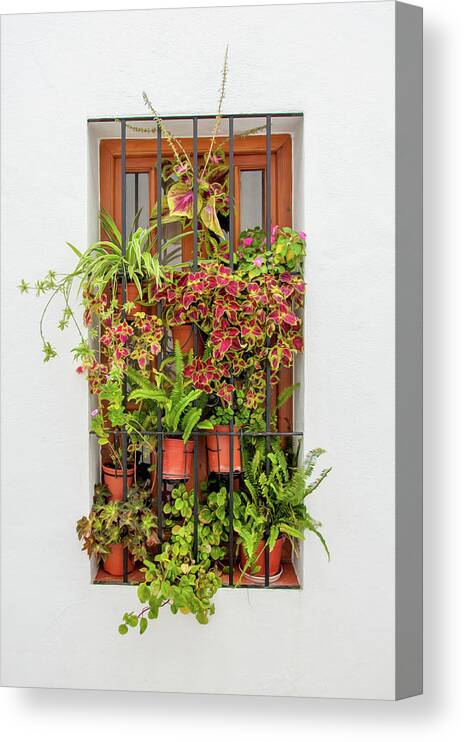 Spain Canvas Print featuring the digital art Window plants painted photo by Naomi Maya