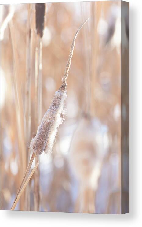 Winter Canvas Print featuring the photograph Winter Cattails by Karen Rispin
