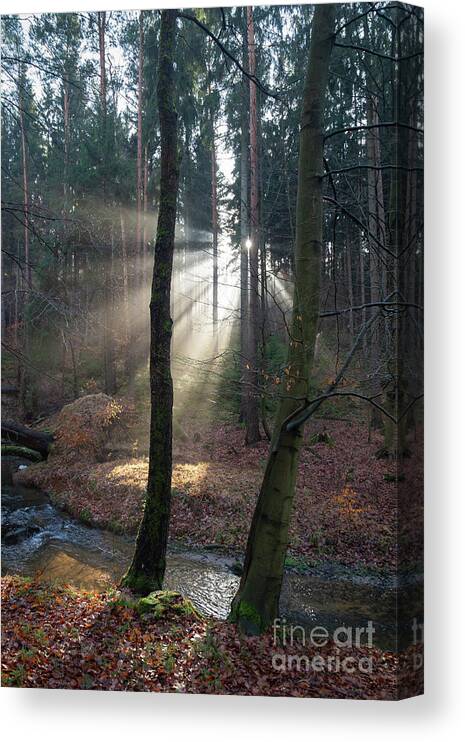 Winter Canvas Print featuring the photograph Winter light in the forest 2 by Adriana Mueller