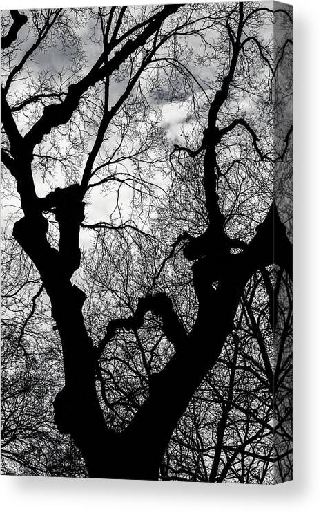 Battery Park Canvas Print featuring the photograph Winter Tree Sillhouette by Cate Franklyn