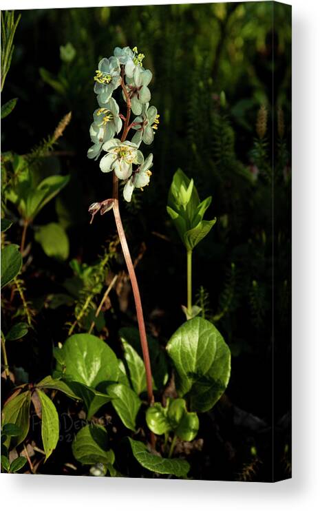 Alaska Canvas Print featuring the photograph Wintergreen by Fred Denner