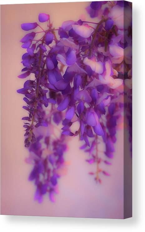 Wisteria Canvas Print featuring the photograph Wisteria Blossoms in Spring 2 by Lindsay Thomson