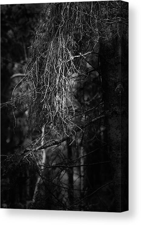 Nature Canvas Print featuring the photograph Witches Broom by Sue Capuano