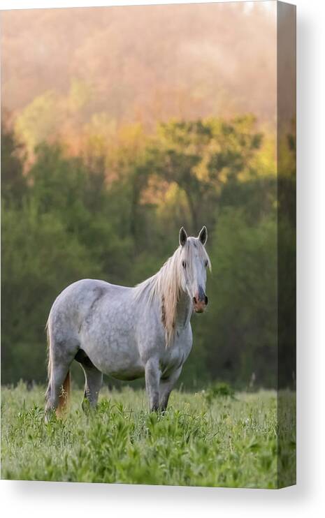 Wild Horse Canvas Print featuring the photograph With the Spirit of the Wild by Holly Ross