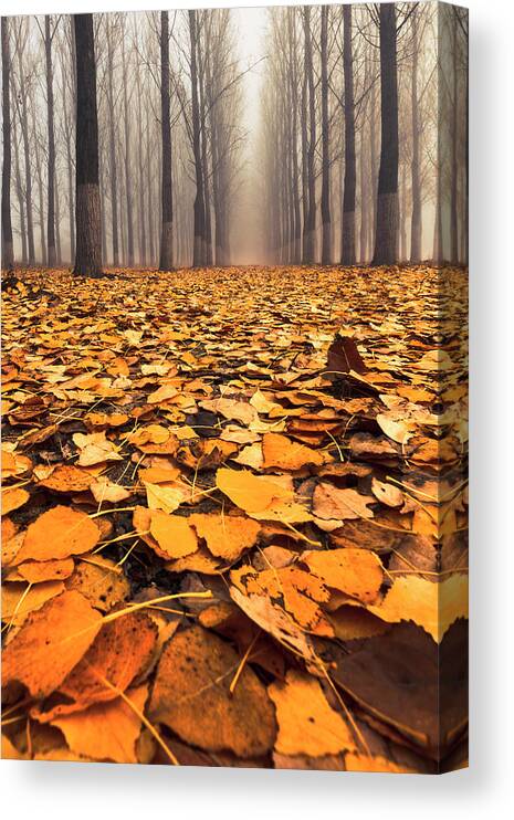 Bulgaria Canvas Print featuring the photograph Yellow Carpet by Evgeni Dinev
