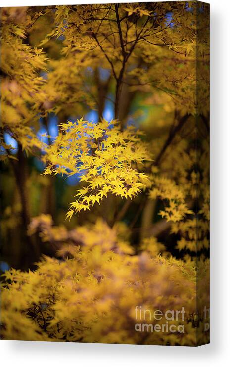 Nada Mas Photography By Marco Crupi Canvas Print featuring the photograph Yellow gold by Marco Crupi