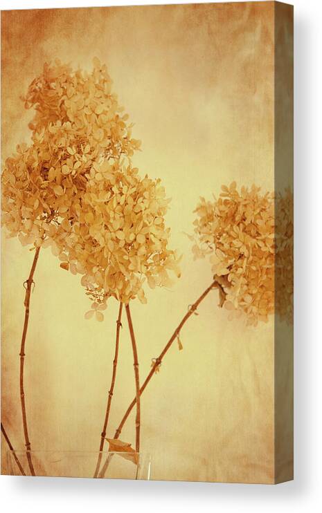 Flower Canvas Print featuring the photograph Yellow mood by Yasmina Baggili