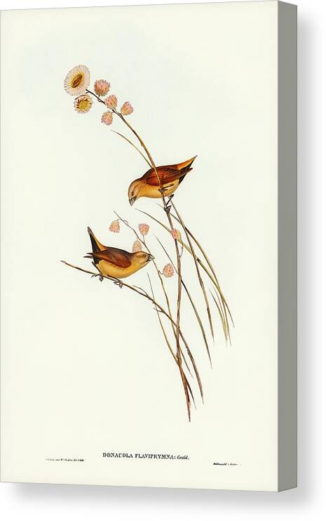 Yellow-rumped Finch Canvas Print featuring the drawing Yellow-rumped Finch, Donacola flaviprymna by John Gould