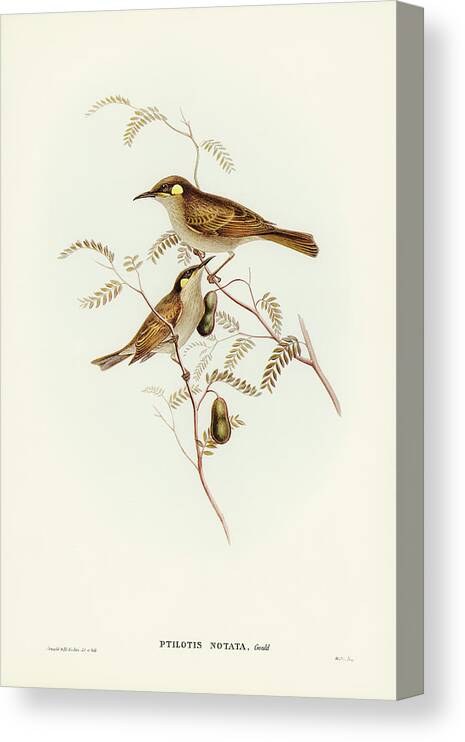 Yellow-spotted Honey-eater Canvas Print featuring the drawing Yellow-spotted Honey-eater, Ptilotis notata by John Gould