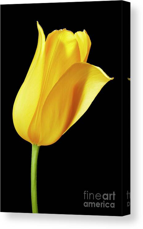 Tulips Canvas Print featuring the photograph Yellow tulip by Tony Cordoza